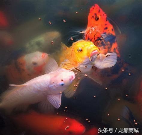 鯉魚 寓意|史上最全錦鯉魚品種詳細介紹，寓意鯉魚躍龍門之志